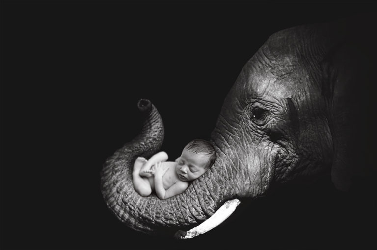 Elephant2